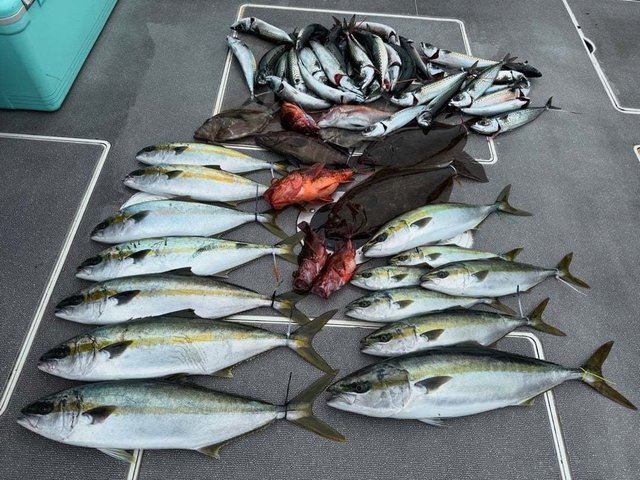 マハタ・ブリ・カサゴ・ヒラメ・サバ(ゴマサバ)