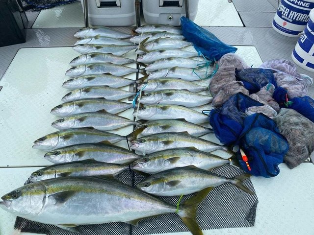 ブリ・タコ(マダコ)