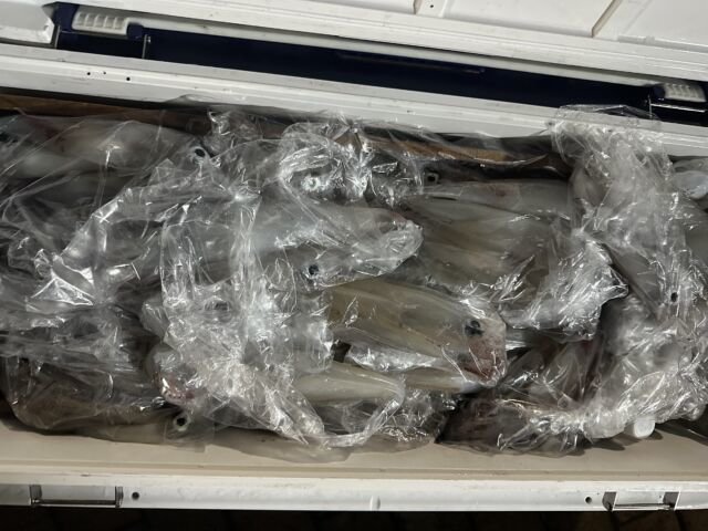 ケンサキ(ケンサキイカ)