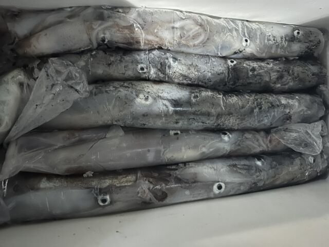 ケンサキ(ケンサキイカ)