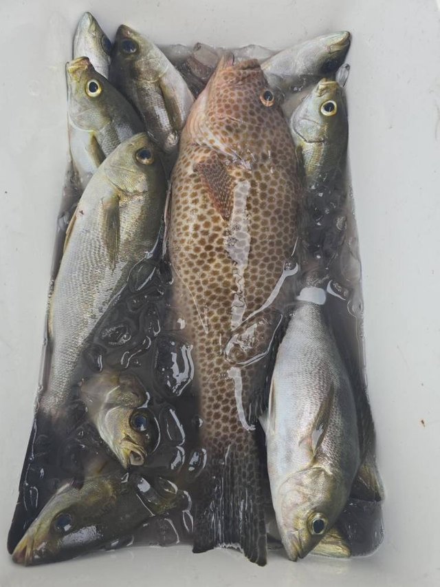 オオモンハタ・イサキ