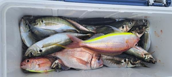 ハナダイ(チダイ)・アジ(マアジ)・アマダイ(アカアマダイ)・イトヨリ(イトヨリダイ)・サバ(ゴマサバ)