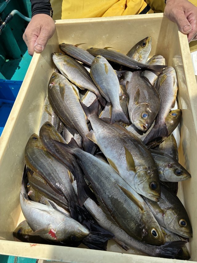 イサギ(イサキ)