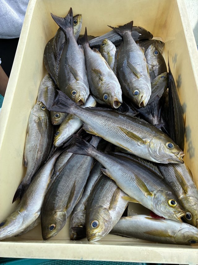 イサギ(イサキ)