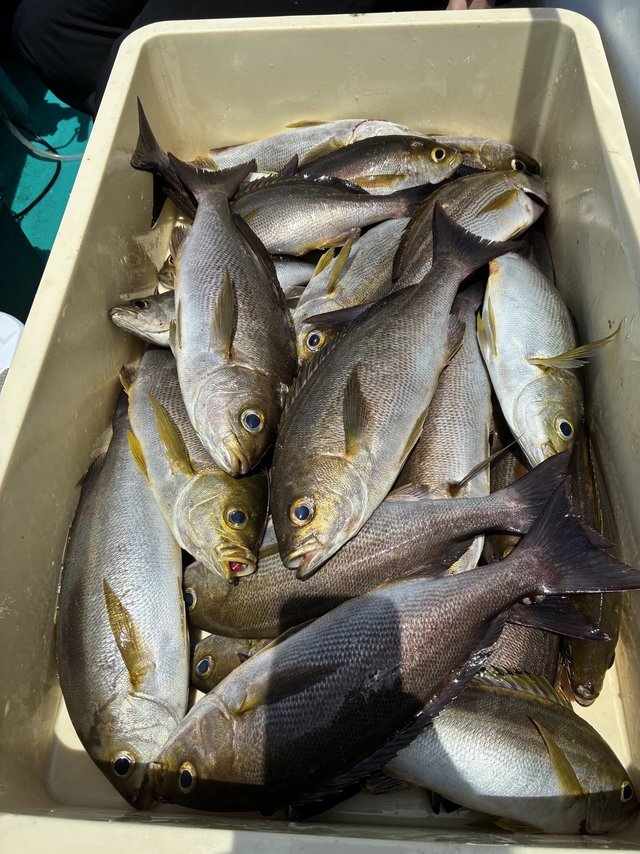 イサギ(イサキ)