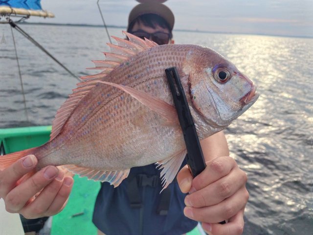 ハナダイ(チダイ)