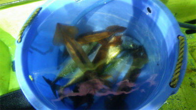 スルメイカ・サバ(ゴマサバ)