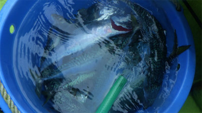 アジ(マアジ)・サバ(ゴマサバ)