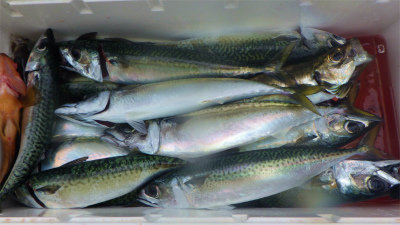 アジ(マアジ)・サバ(ゴマサバ)