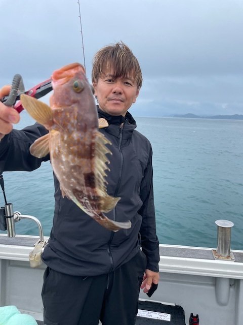 アコウ(キジハタ)