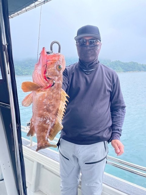 アコウ(キジハタ)