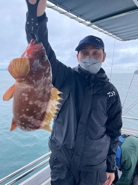 アコウ(キジハタ)