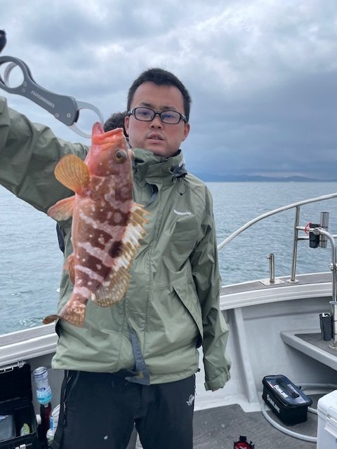 アコウ(キジハタ)