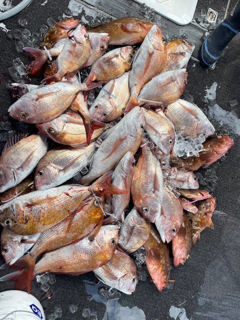 マダイ・アコウ(キジハタ)