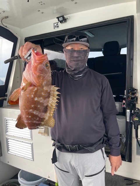 アコウ(キジハタ)