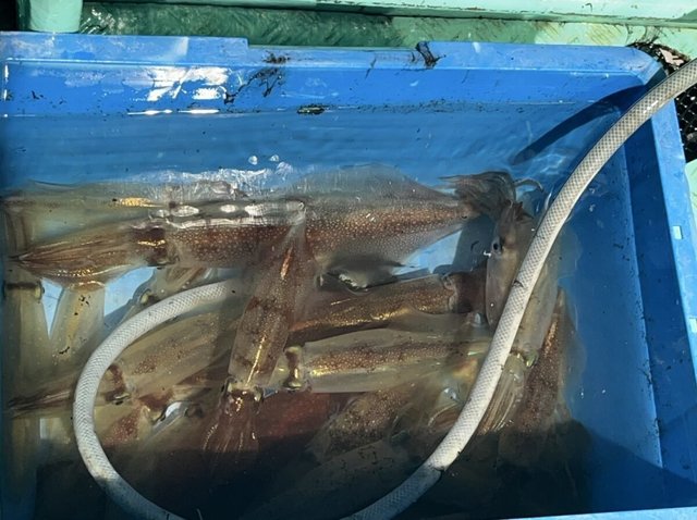 イカ(ケンサキイカ)