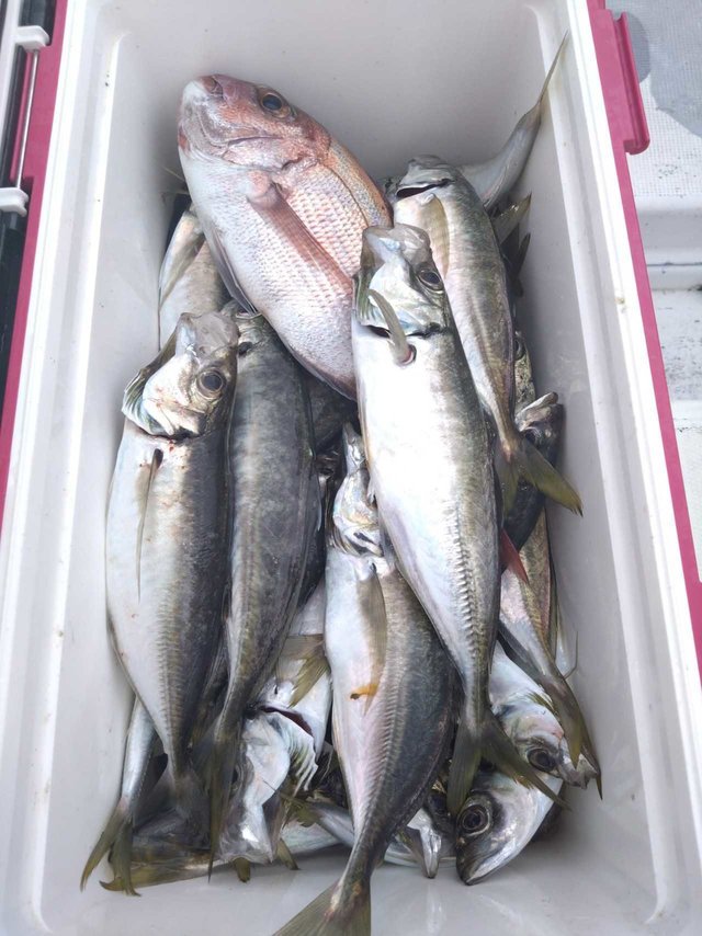 マダイ・アジ(マアジ)