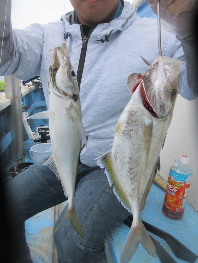 アジ(マアジ)・カイワリ