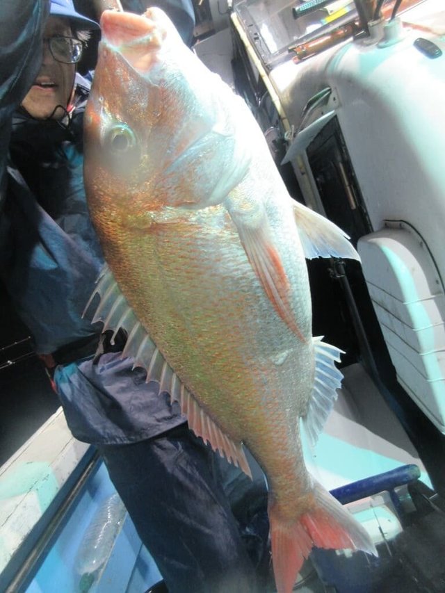 レンコ(キダイ)