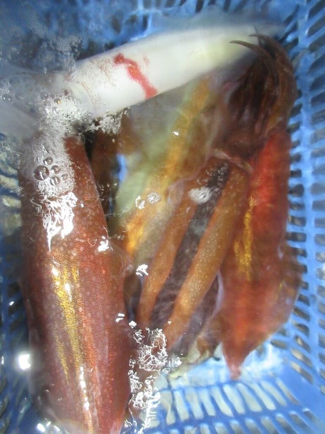 スルメイカ・マイカ(ケンサキイカ)