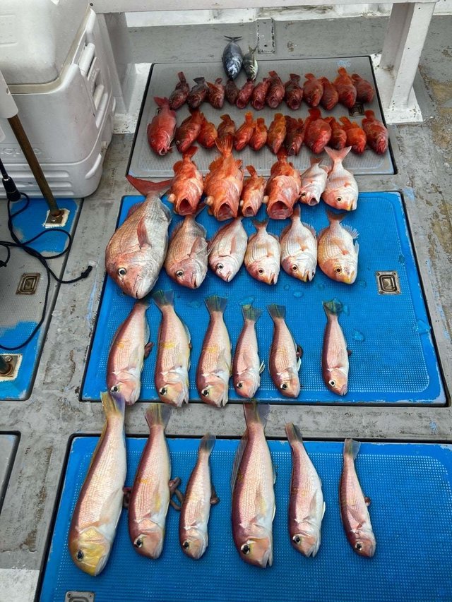 マダイ・アカハタ・アマダイ(アカアマダイ)