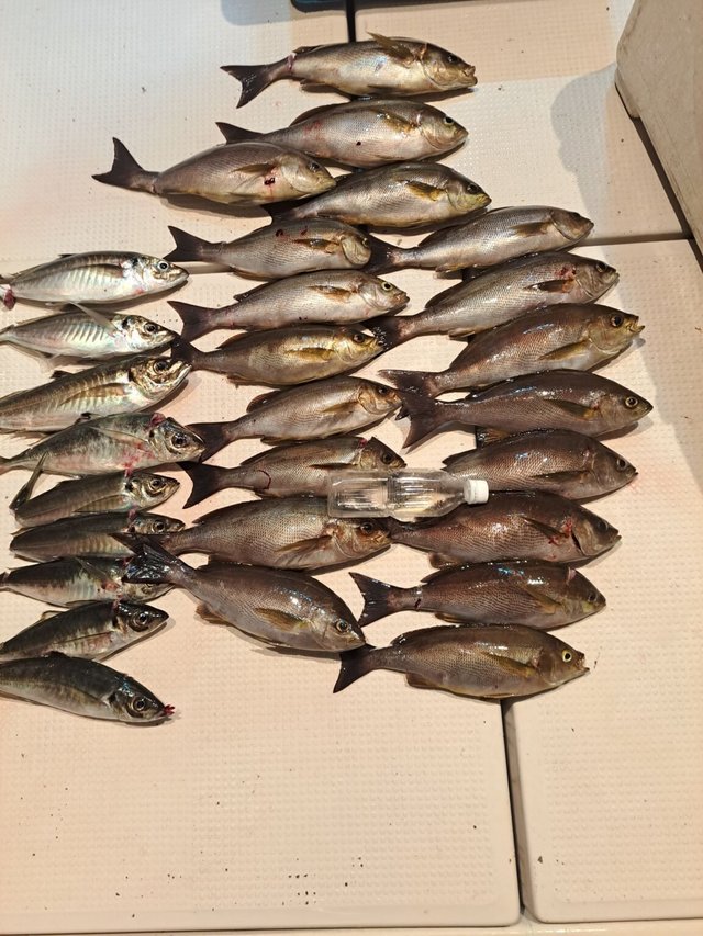 シマアジ・イサキ