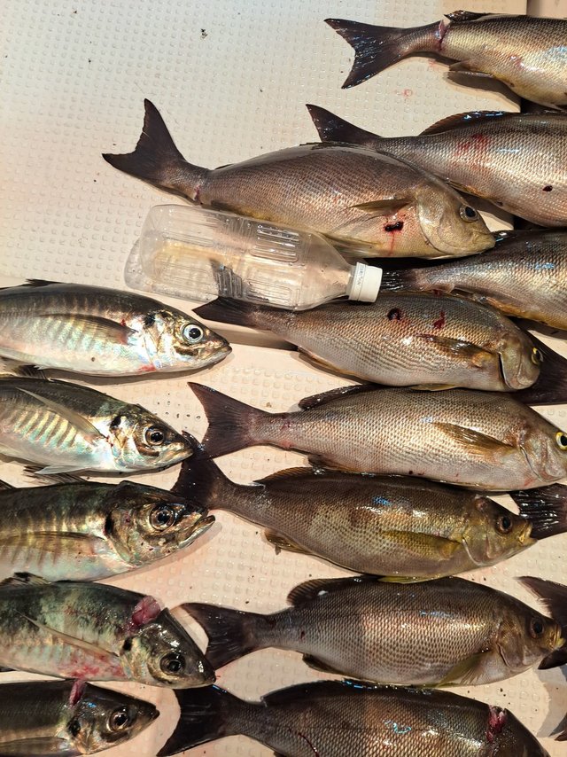 シマアジ・イサキ