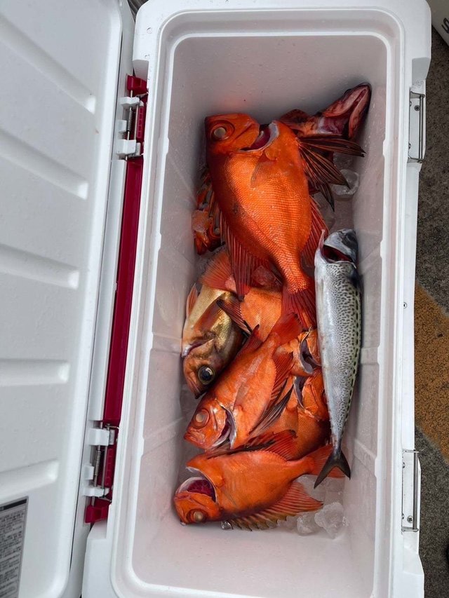 キントキ(チカメキントキ)・メバル・サバ(ゴマサバ)