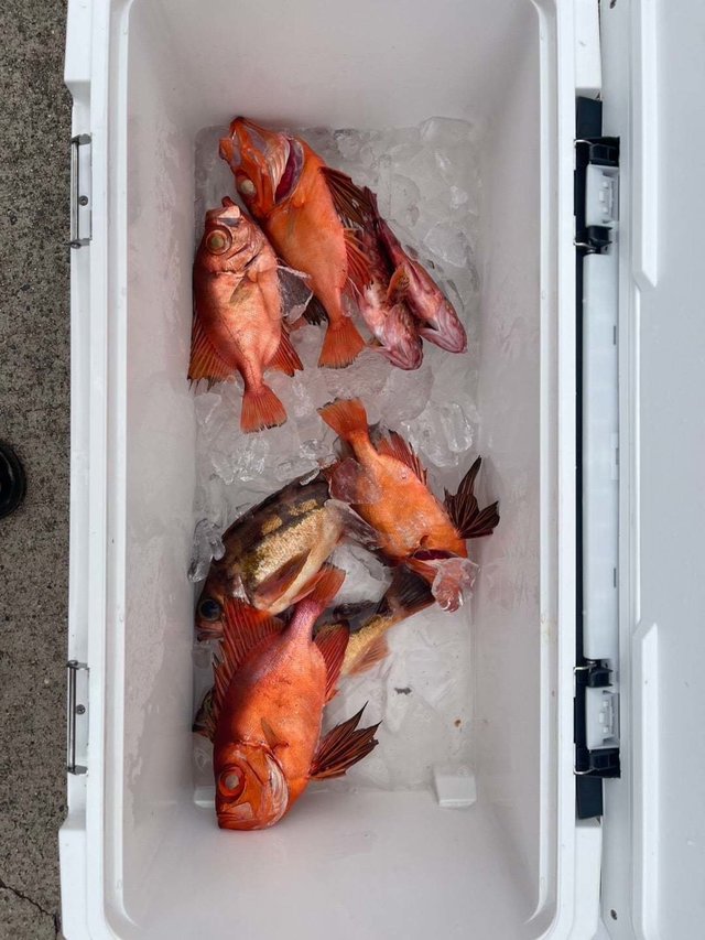 キントキ(チカメキントキ)・カサゴ・メバル