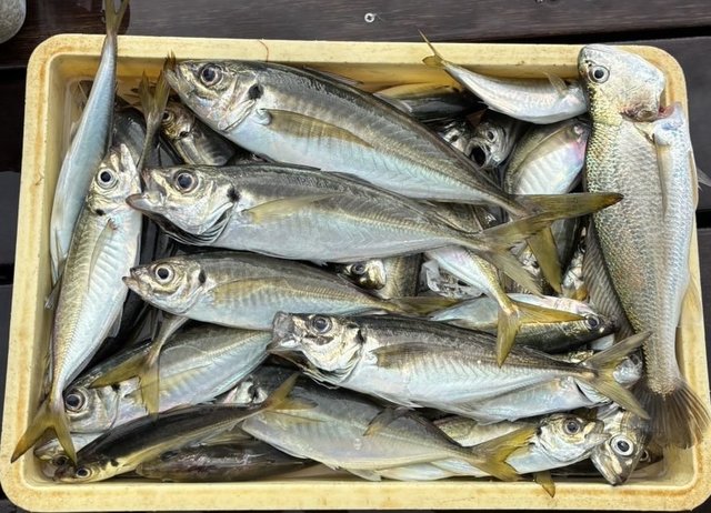 アジ(マアジ)・イシモチ(シログチ)