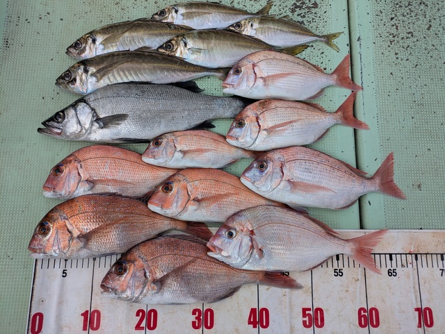 タイ(マダイ)・チダイ・ヒラスズキ・アジ(マアジ)