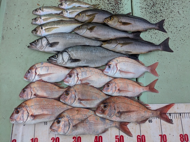 タイ(マダイ)・チダイ・ヒラスズキ・アジ(マアジ)・イサギ(イサキ)