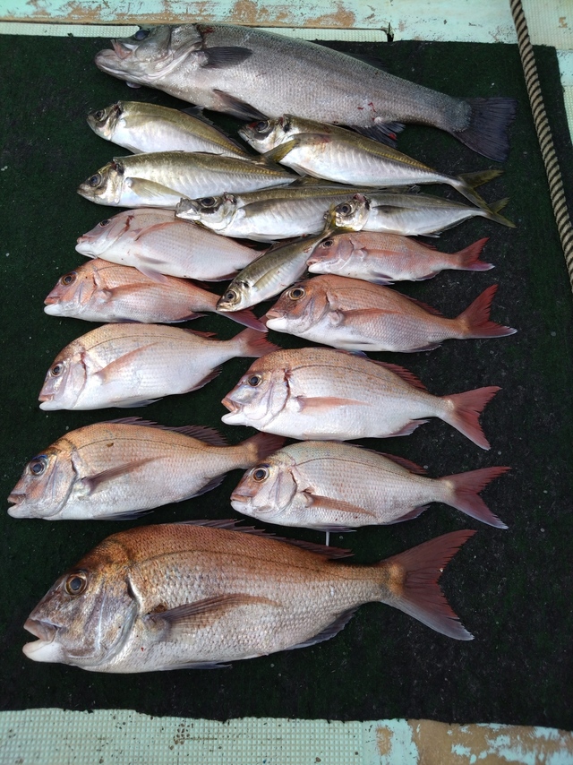 タイ(マダイ)・ヒラスズキ・アジ(マアジ)