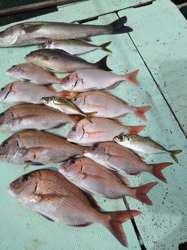 タイ(マダイ)・スズキ・アジ(マアジ)・イサギ(イサキ)