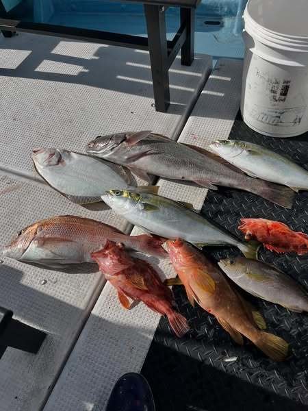 マダイ・スズキ・キジハタ・イナダ(ブリ)・イサキ・カサゴ・ヒラメ