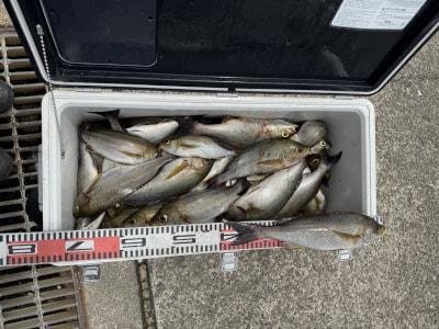 イサギ(イサキ)