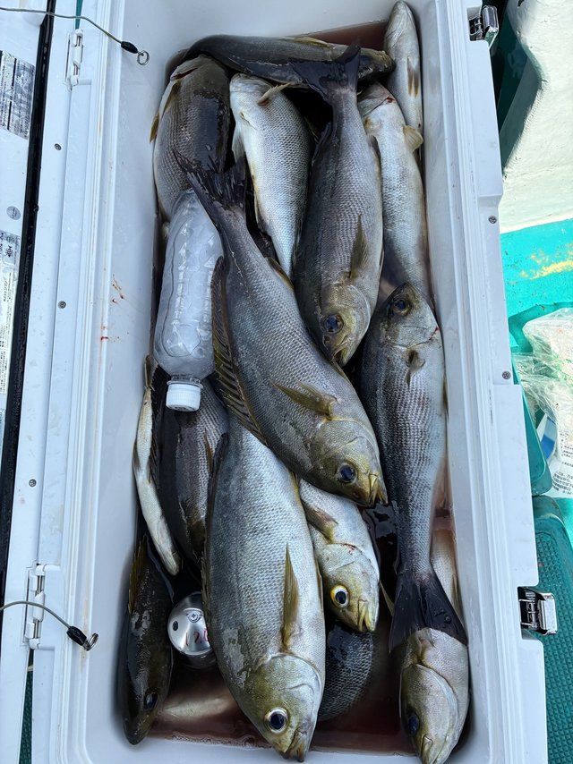 イサギ(イサキ)