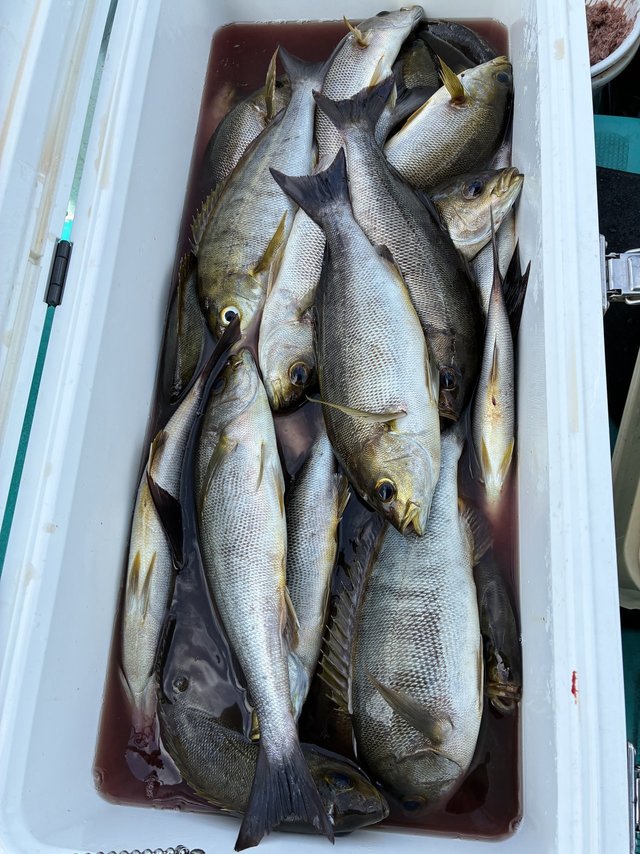 イサギ(イサキ)