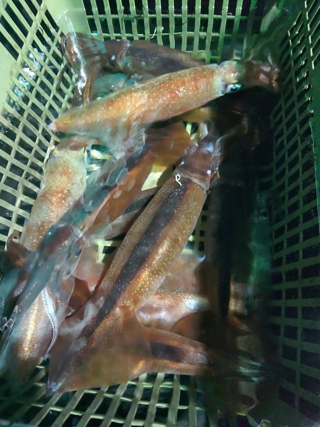 シロイカ(ケンサキイカ)・スルメ(スルメイカ)