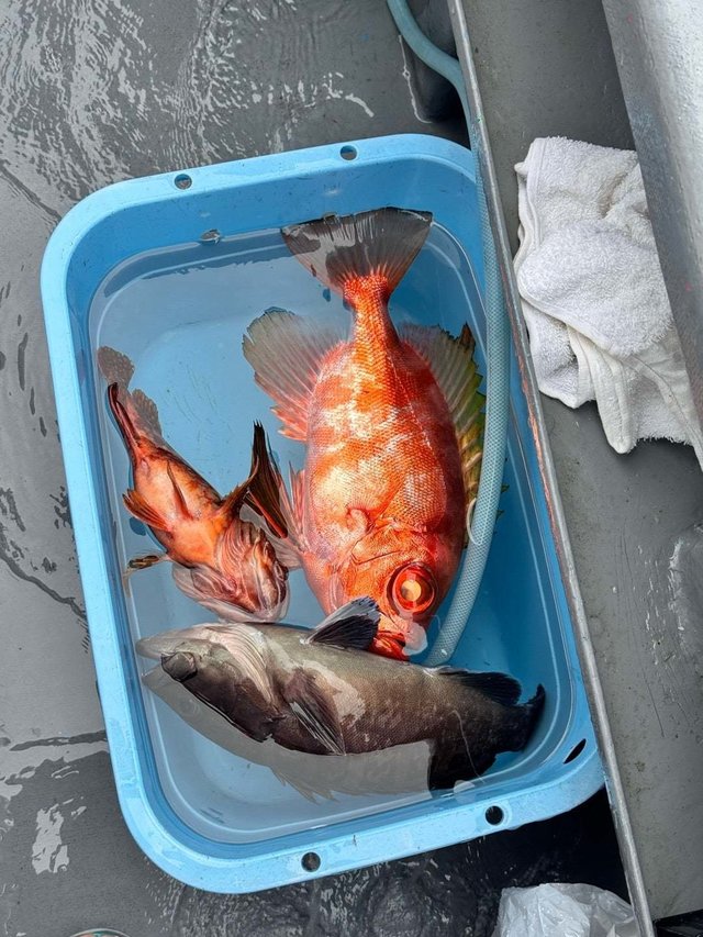 マハタ・チカメキントキ・カサゴ