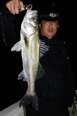 シーバス(スズキ)