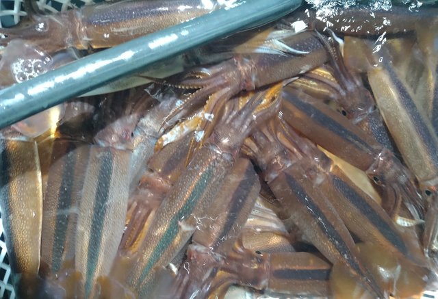 スルメ(スルメイカ)