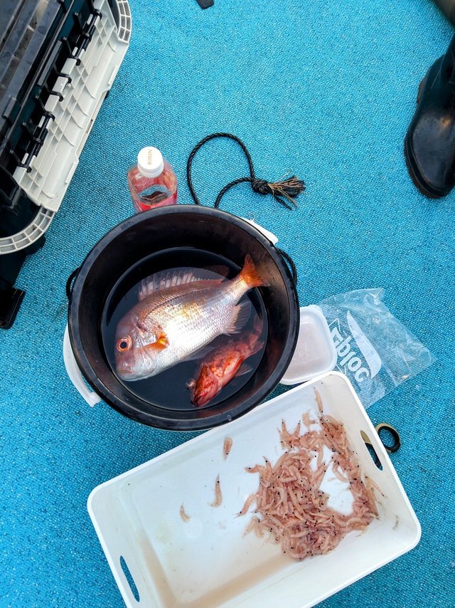 レンコ(キダイ)・ガシラ(カサゴ)