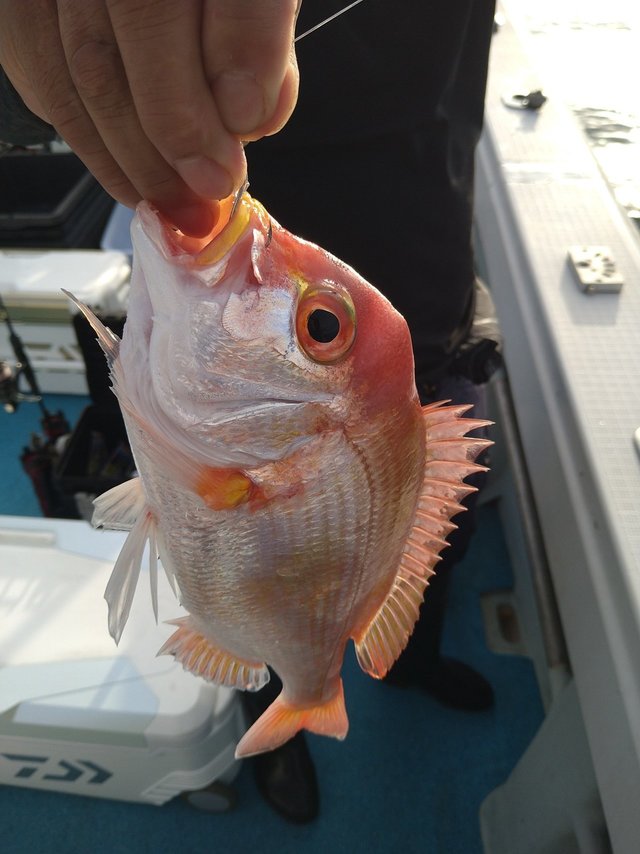 レンコ(キダイ)