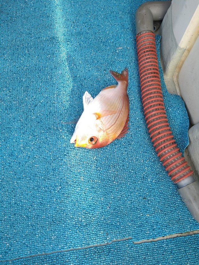 レンコ(キダイ)