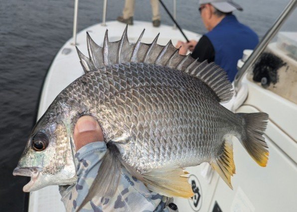 キビレ(キチヌ)