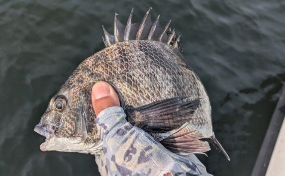 キビレ(キチヌ)