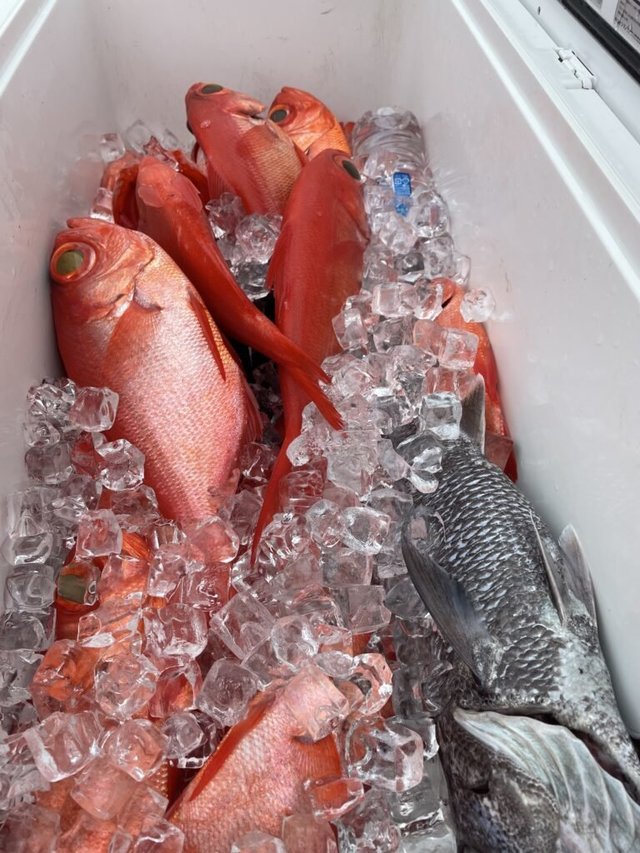 クロムツ・キンメ(キンメダイ)