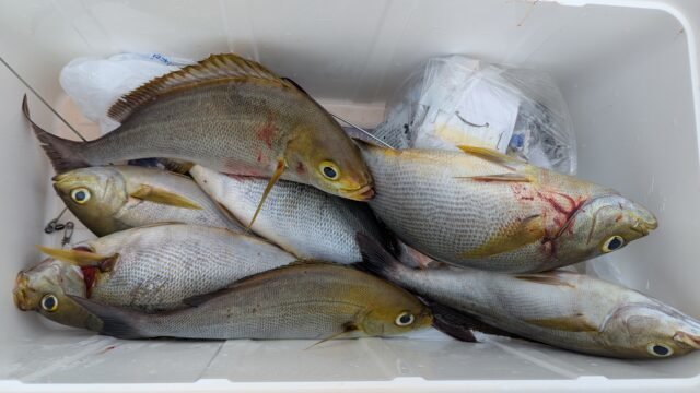 アジ(マアジ)・イサキ