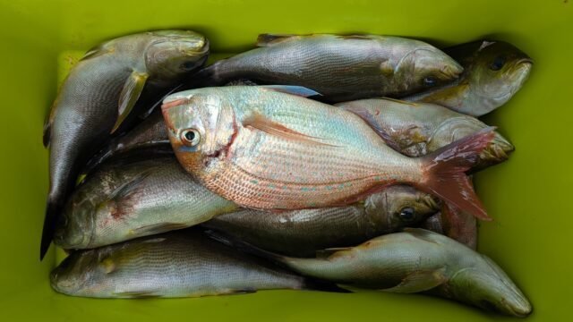 チダイ・イサキ